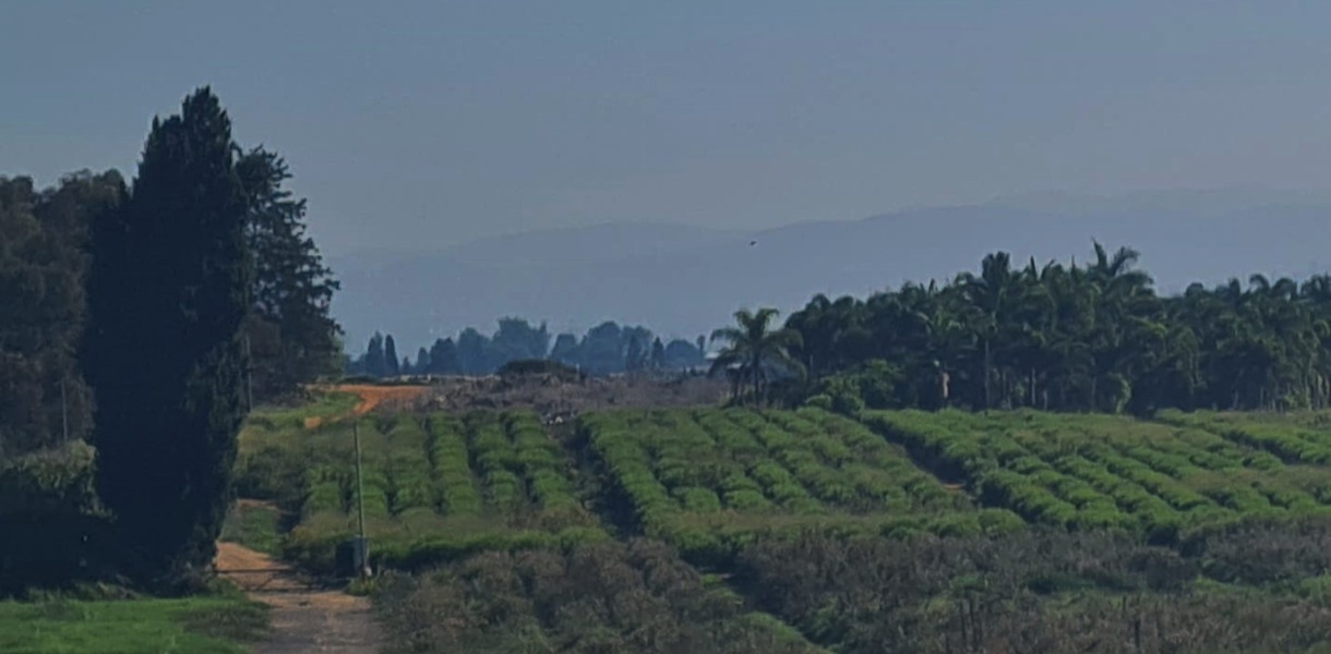 תמונה ג
